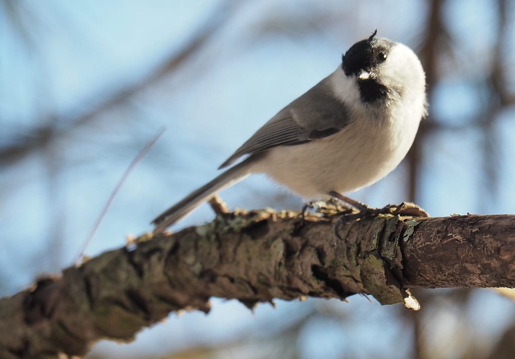 <img data-opt-id=1885963931  fetchpriority=