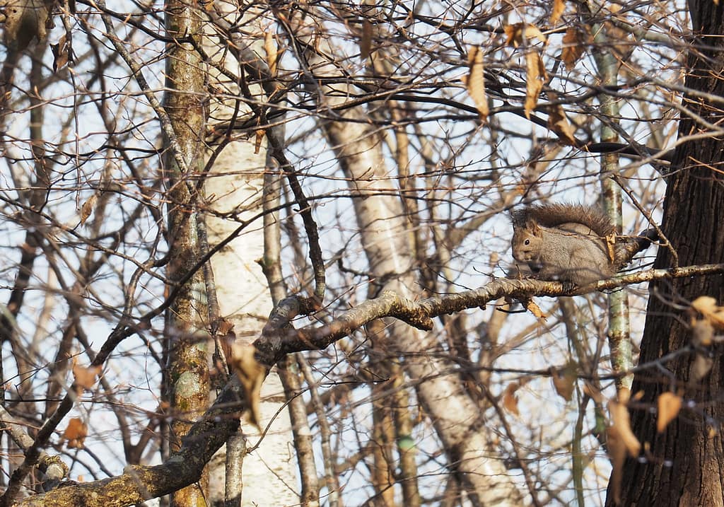 <img data-opt-id=505965370  fetchpriority=