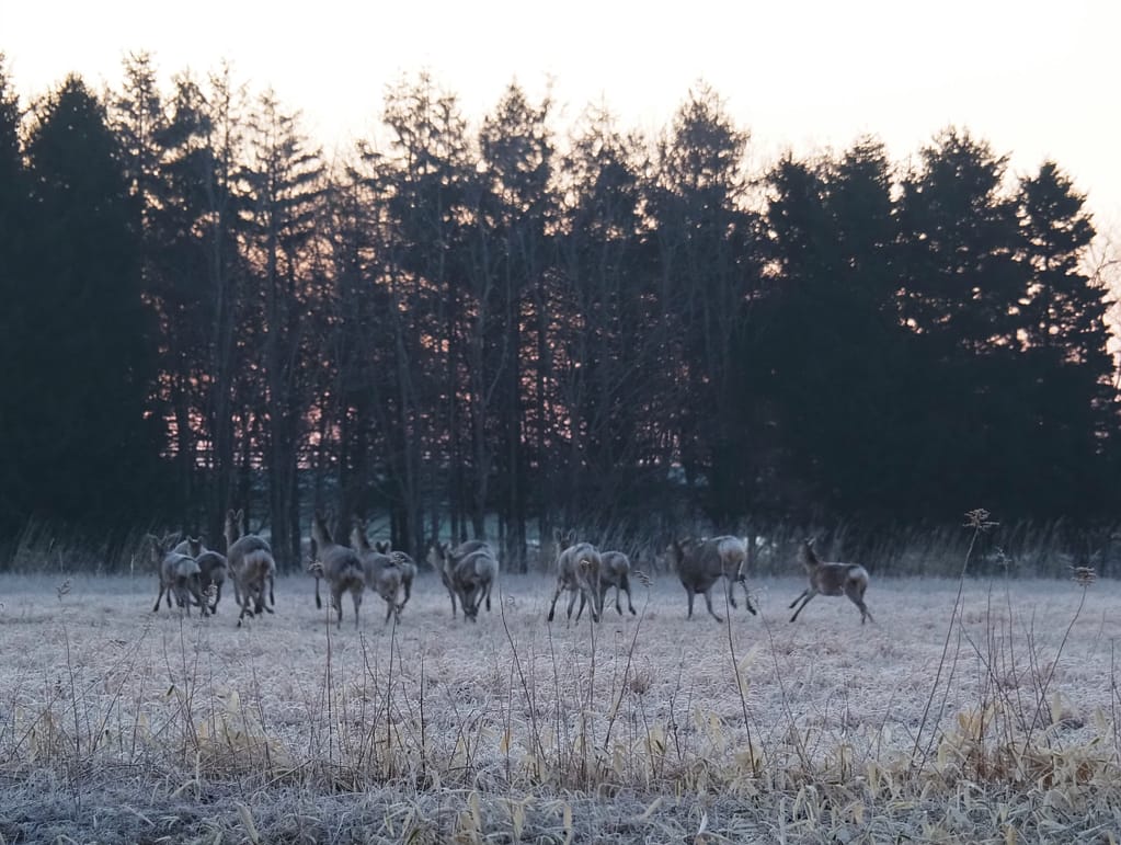 <img data-opt-id=529833976  fetchpriority=